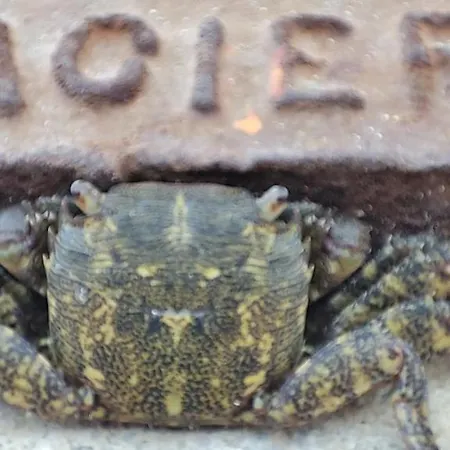 La Perle Bleue, 100 M De La Plage, Parking, Wifi