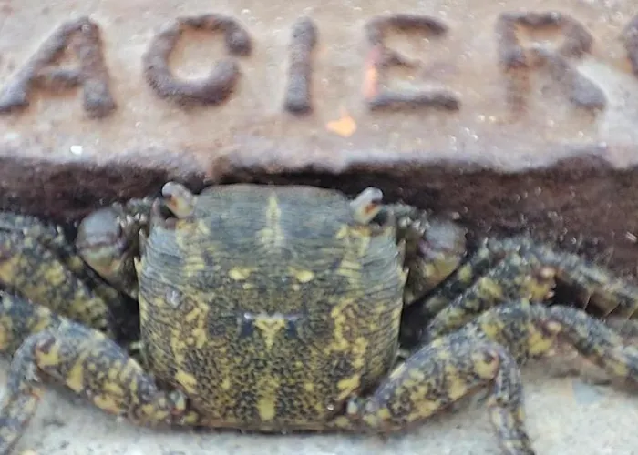 La Perle Bleue, 100 M De La Plage, Parking, Wifi